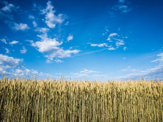 Cornfield