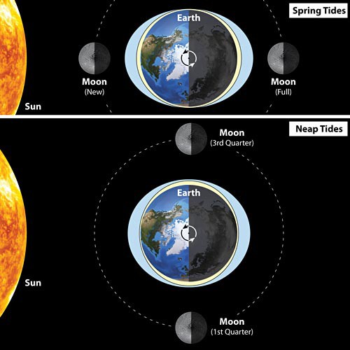 Spring tides and neap tides of the Earth's oceans