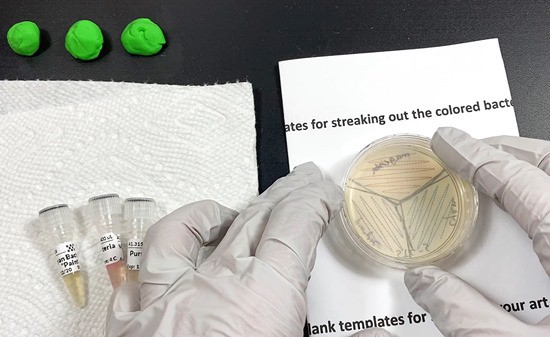  A petri dish is placed on top of a stencil that shows a circle divided into three sections. Each section has a different color. 