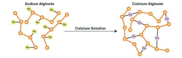 Bonding of ions in sodium alginate and calcium alginate 