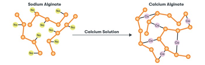 Bonding of ions in sodium alginate and calcium alginate