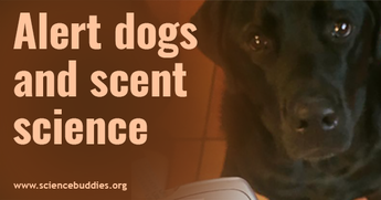 Diabetes STEM / Alert dogs and the science of smell