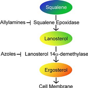 Diagram of antifungal agents stopping enzymes from reacting with certain chemicals in a fungus