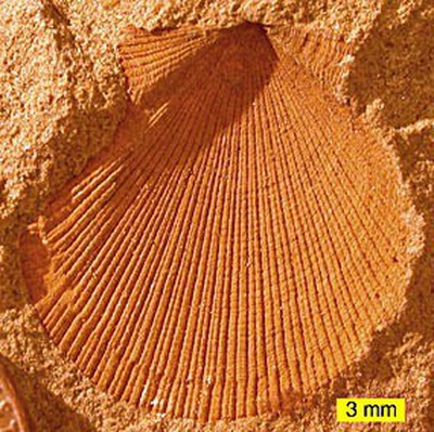 Discover the Conditions For Creating the Best Cast Fossils | Science Project