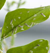 Citrus leaves pest / USDAGOV