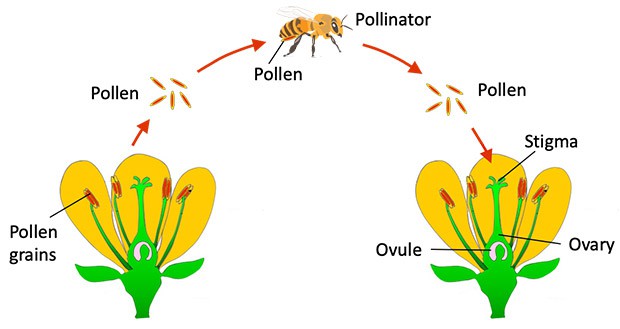  Two flowers are shown, one on the left, and one on the right. The pollen grains, stigma, ovary, and ovule of each flower are labeled. An arrow shows how the pollen grains are transported by a pollinator (bee) from one flower to the other. 