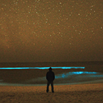 The Wonder of Bioluminescence: Organisms that Glow