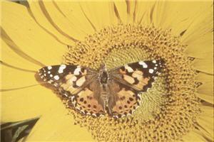 Photo of a butterfly on a sunflower