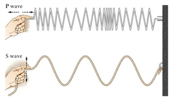  motion of the longitudinal P wave vs. a transverse S wave
