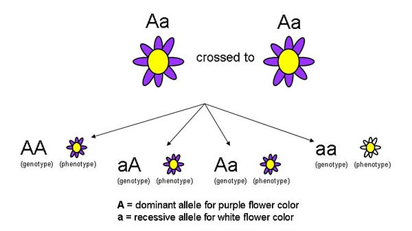 Drawing of two flowers each with two phenotypes producing four flowers with different combinations of phenotypes