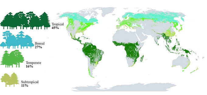 World map that shows the proportion and distribution of global forests. Tropical forests are shaded in dark green, boreal forests in turquoise, temperate forests in light green, and subtropical forests in yellow.