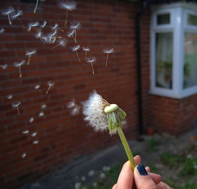 Dandelion seeds are blown through the air