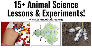 Images of an invented insect, bird feet, and a camouflage experiment with colorful candies to represent collection of STEM lessons and activities to teach about animal science and zoology