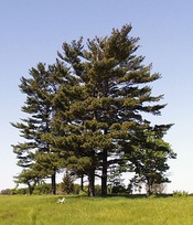 513px-Pinus_strobus_trees.jpg