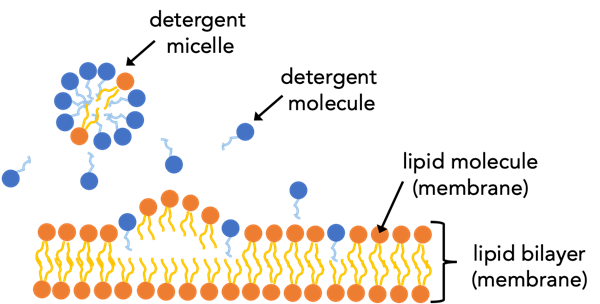  Lipid molecules trade places with detergent molecules thus ruining the structure of the lipid membrane.   