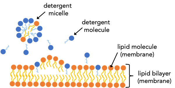 Lipid molecules trade places with detergent molecules thus ruining the structure of the lipid membrane.