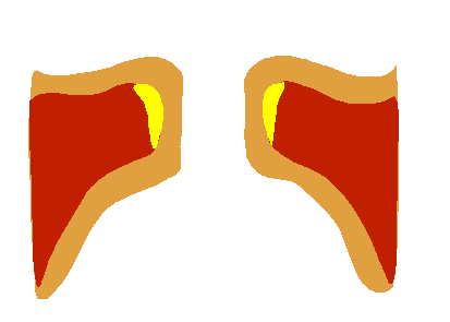 Drawn animation of vocal folds