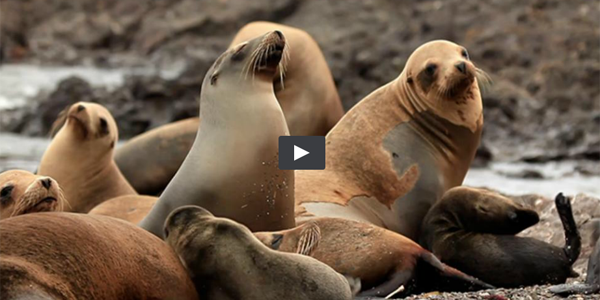 A 'Big Blue Live' Look at Marine Life / Sea lions screenshot from PBS/BBC 'Big Blue Live' video