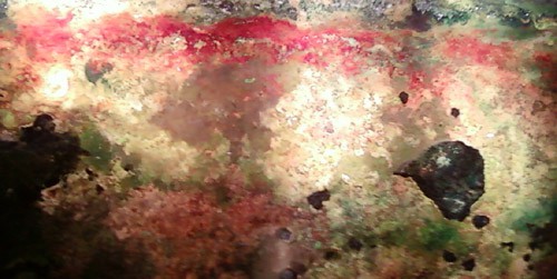 bacterialart-500.jpg