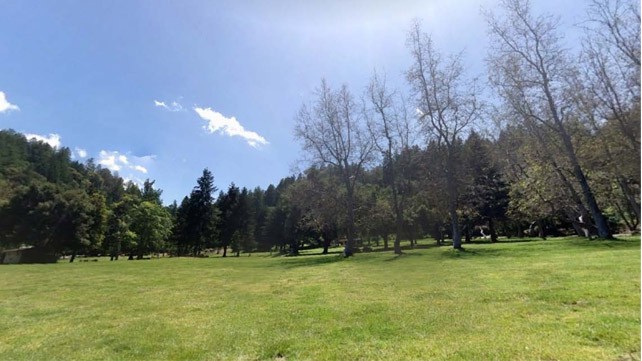 Photo of trees at a park