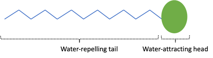 A schematic view of a surfactant molecule. 