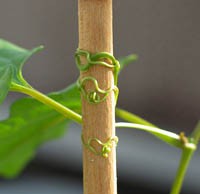 02-15-11-thigmotropism200.jpg