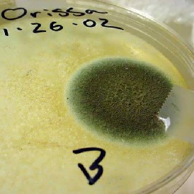 A visible colony of green mold in an agar plate