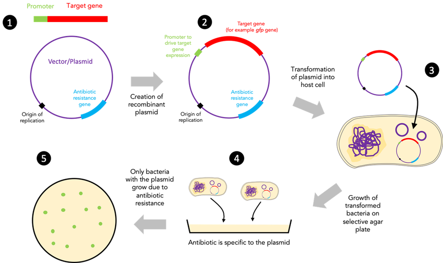  A schematic diagram showing steps of a molecular cloning procedure.
 